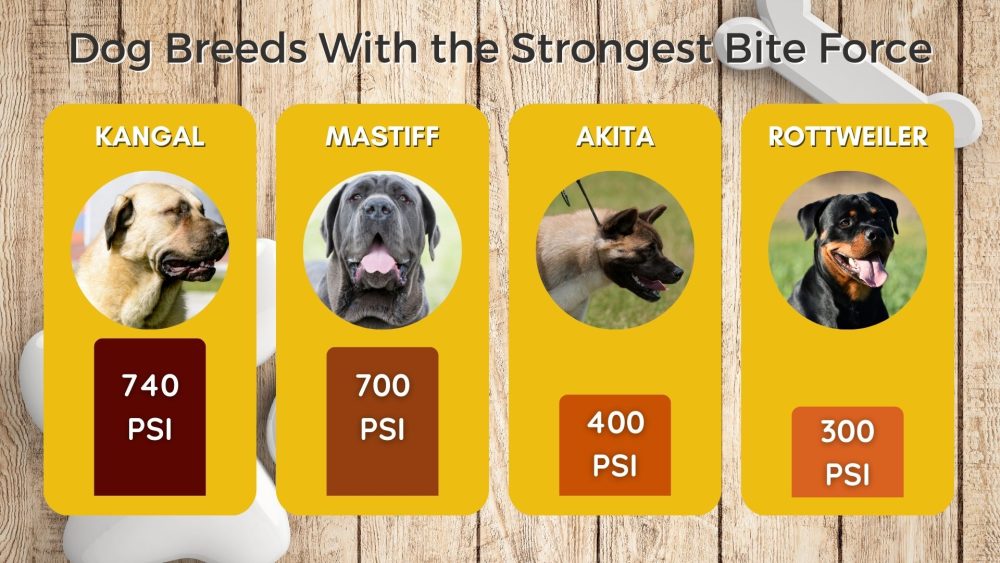 Que cachorro tem a mordida mais forte?